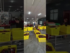 benang jahit poliester